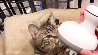 These cat Live a better life then me..
