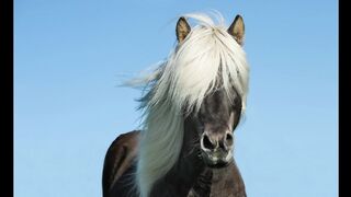 HORSE Music