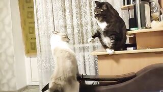 Cat fight , #cat #fight #