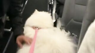 Dog is airlines