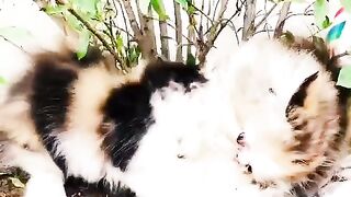 cats fighting
