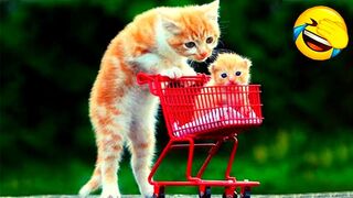 Wow So Cute - Funniest Cats and Dogs Part 1