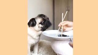 Cuite funny