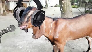 Goat singing remix song