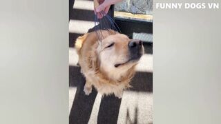 Dog funny