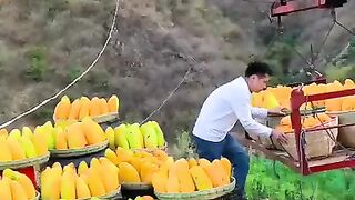 Fruit cutting
