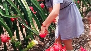 Girl | Girl Cutting fruit | Trees cutting