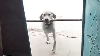 Let me do the work of these stupid dogs, they don't even know that all the wood has to be done