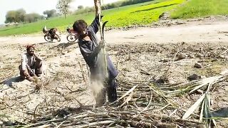 Sugar cane farm