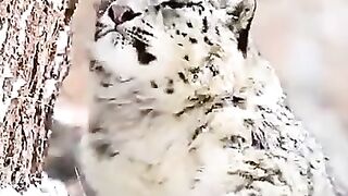 Snow leopard in Gilgit Baltistan mountains