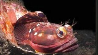 Dragon fish