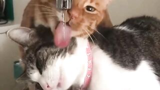 Baby Cats - Cute and Funny Cat Videos -New Funny cat  2023