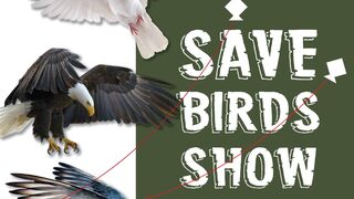 Save birds