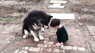 Pets Funny Scenes