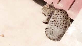 Cute cat in the door