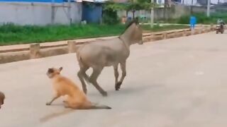 Dog vs Donkey very funny