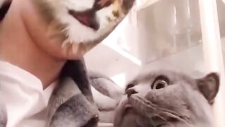 Cat funny  2023