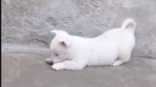 cute puppy very angry
