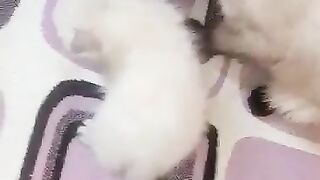 My cat