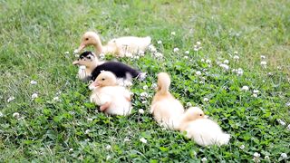 Ducklings