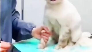 Funny cats