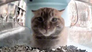 Mr. Snack the Giga-Chad Cat”????????