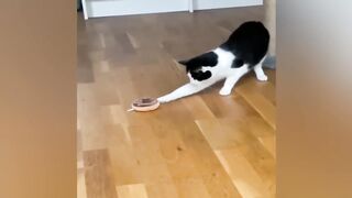 New Funny Videos 2023 ???? Cutest Cats and Dogs ???????? Part 231