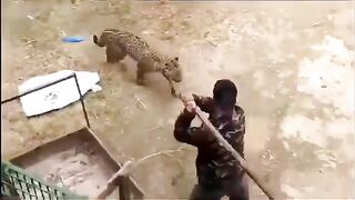 Lion attack