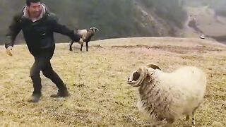 Shepherd attack