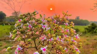 Prakr̥tira prēmē āmi mugdha