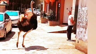 When Animals Go On A Rampage!