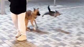 Cat and dog funny video