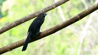 Birds chirping sound effect