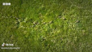 animal documentary