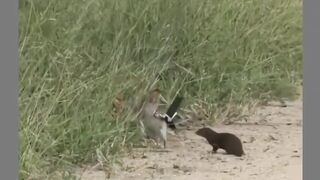 Funny Side