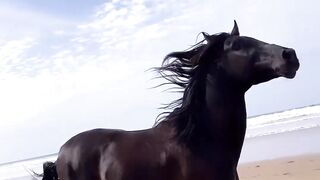 Horse spped