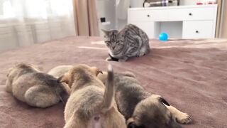 Funny cat reaction to puppies (Kitty sees them for the first time)