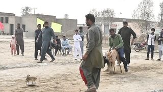 Adorable Dog Compilation: Cute Puppies And Playful Indian Dogs! #dogs #animals #viral
