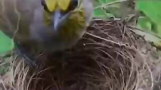 Bard videos