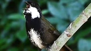 جمال الطيور في الطبيعة