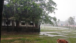 It's a beautiful nature and rain