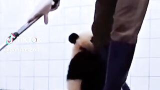 Funny panda