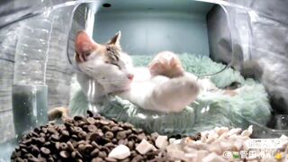 Mrs. Terra & One Of Her Pebbles (Cute Moments)????