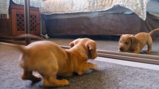 Cat is mirror fornt in funny moments #viral #animallovelymoment #tranding #cat @cat