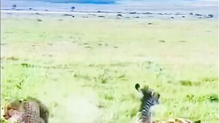 Mom zebra defend her baby from cheetah