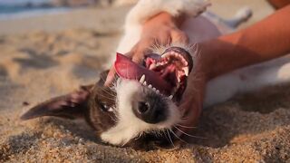 Best masage in lovely dog #dog #animal
