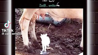 Ma shalallah