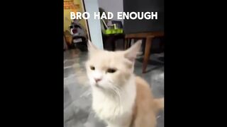 ????Funny Animals 2024 ???? | ???? A Fluffy Animal Adventure!???? | Funny Video: Part 28