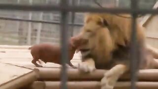 dog being pampered by a lion