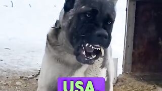 watch the 3 dangerous dogs in America